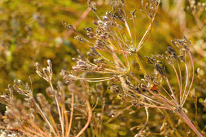 mature caraway plants blooming with white flowers in garden

