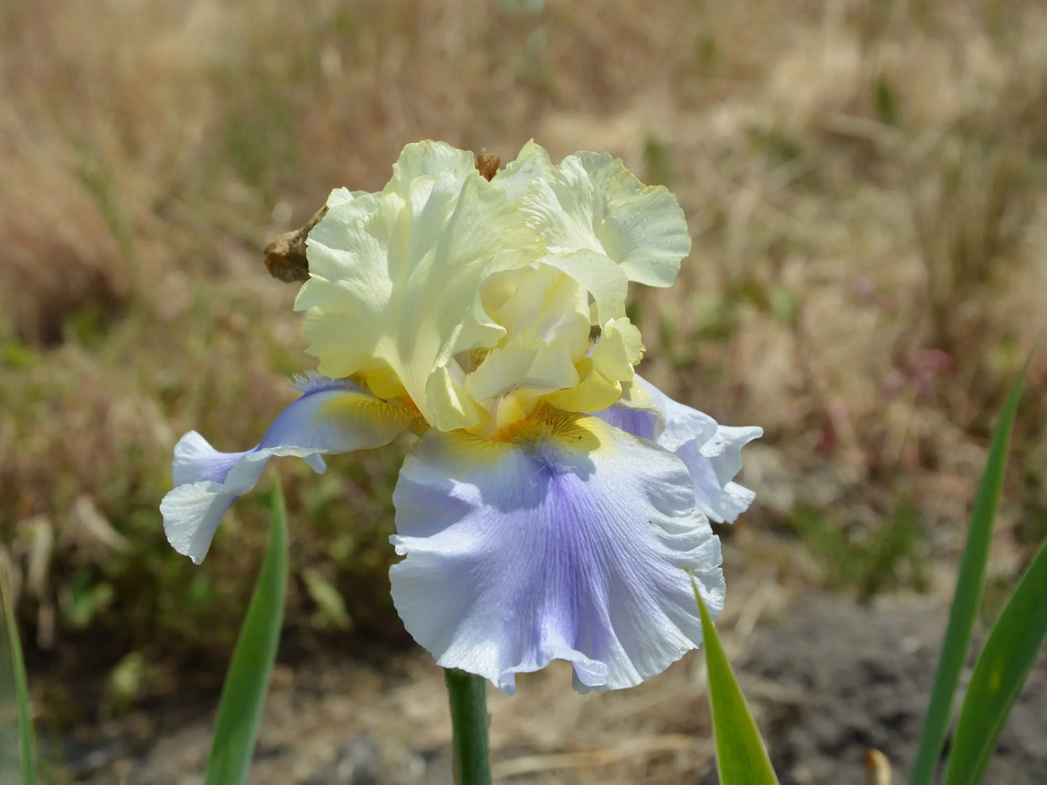 Re-Blooming Bearded Iris - Jurassic Park