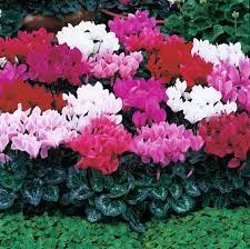 Cyclamen Cyclamen persicum Flower Seeds for Planting Bonsai Variety in Indoor Pots