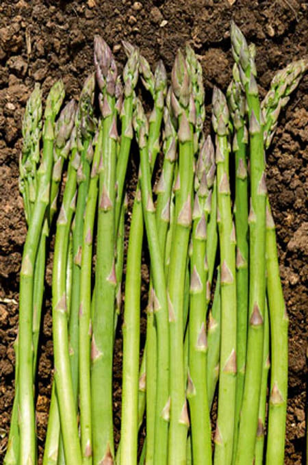 Asparagus 'Mary Washington'