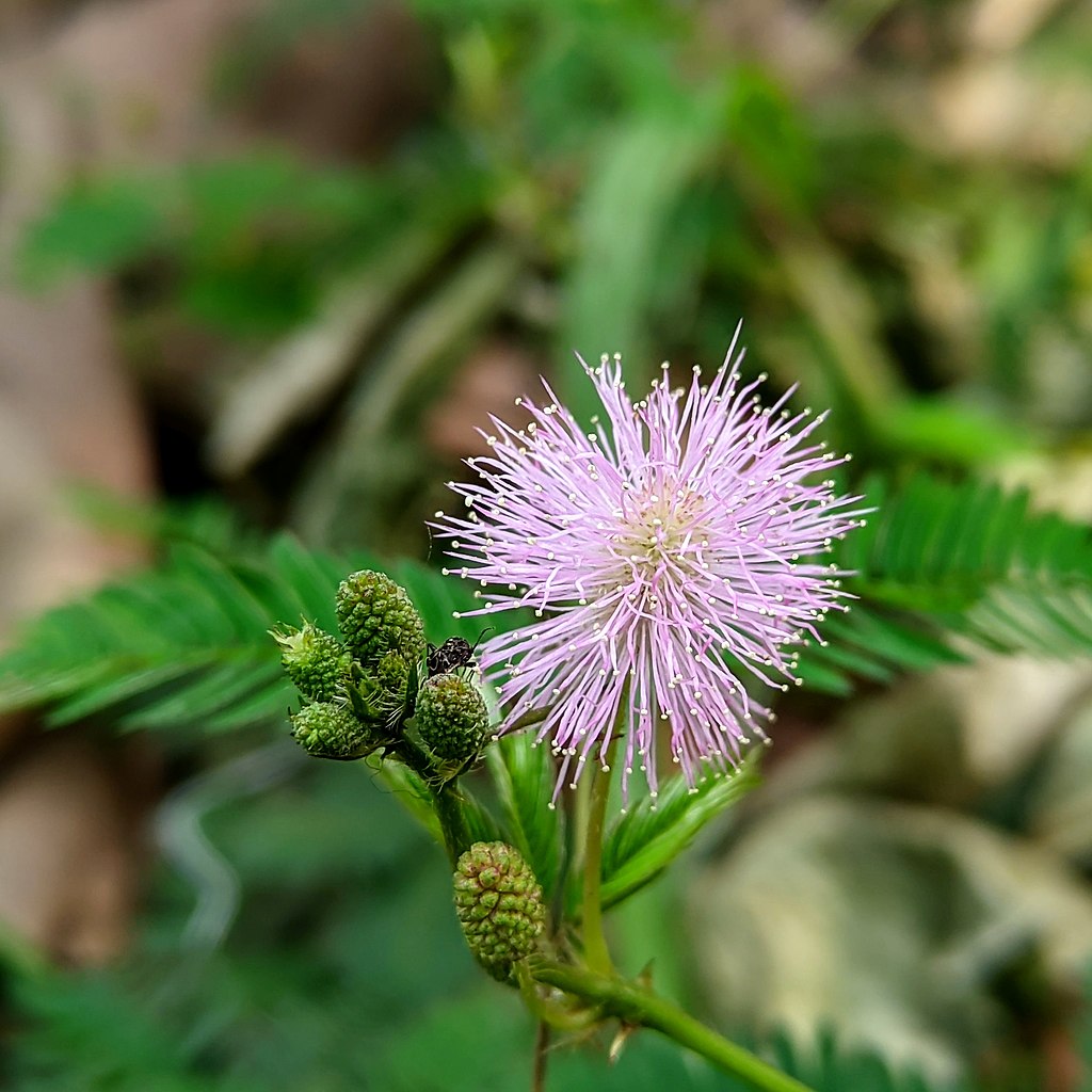 Mimosa Pudica Sensitive Plant