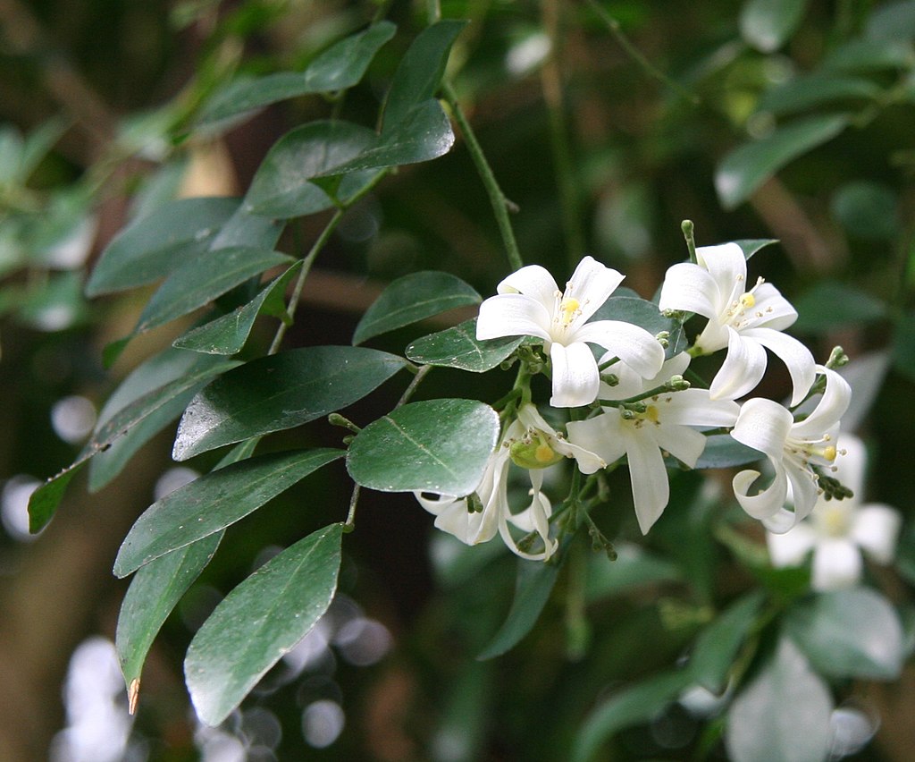 Murraya Paniculata Seeds