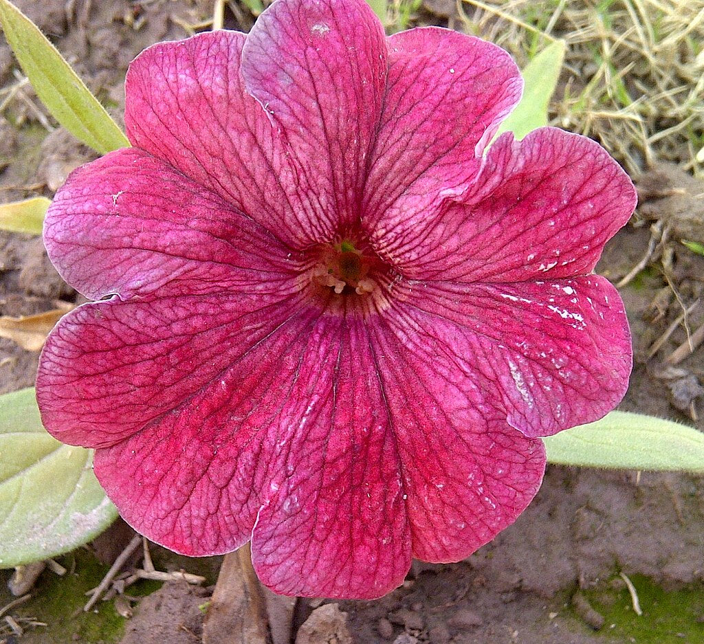 Hanging Petunia Seeds