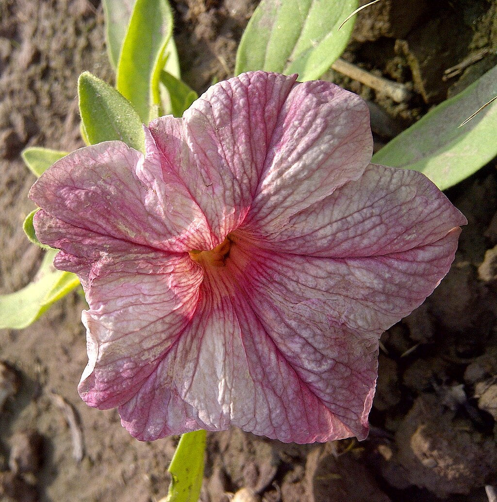 Hanging Petunia Seeds