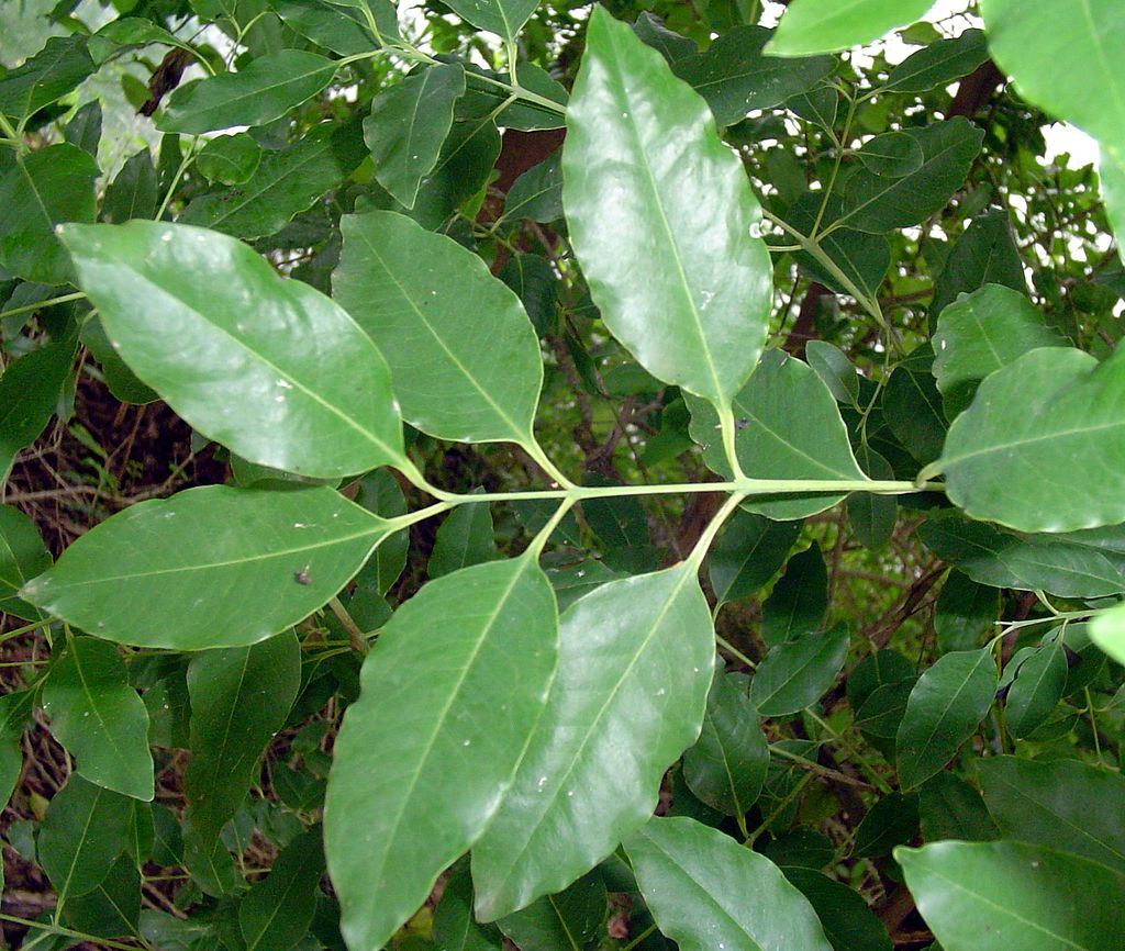 Yellow Sandalwood