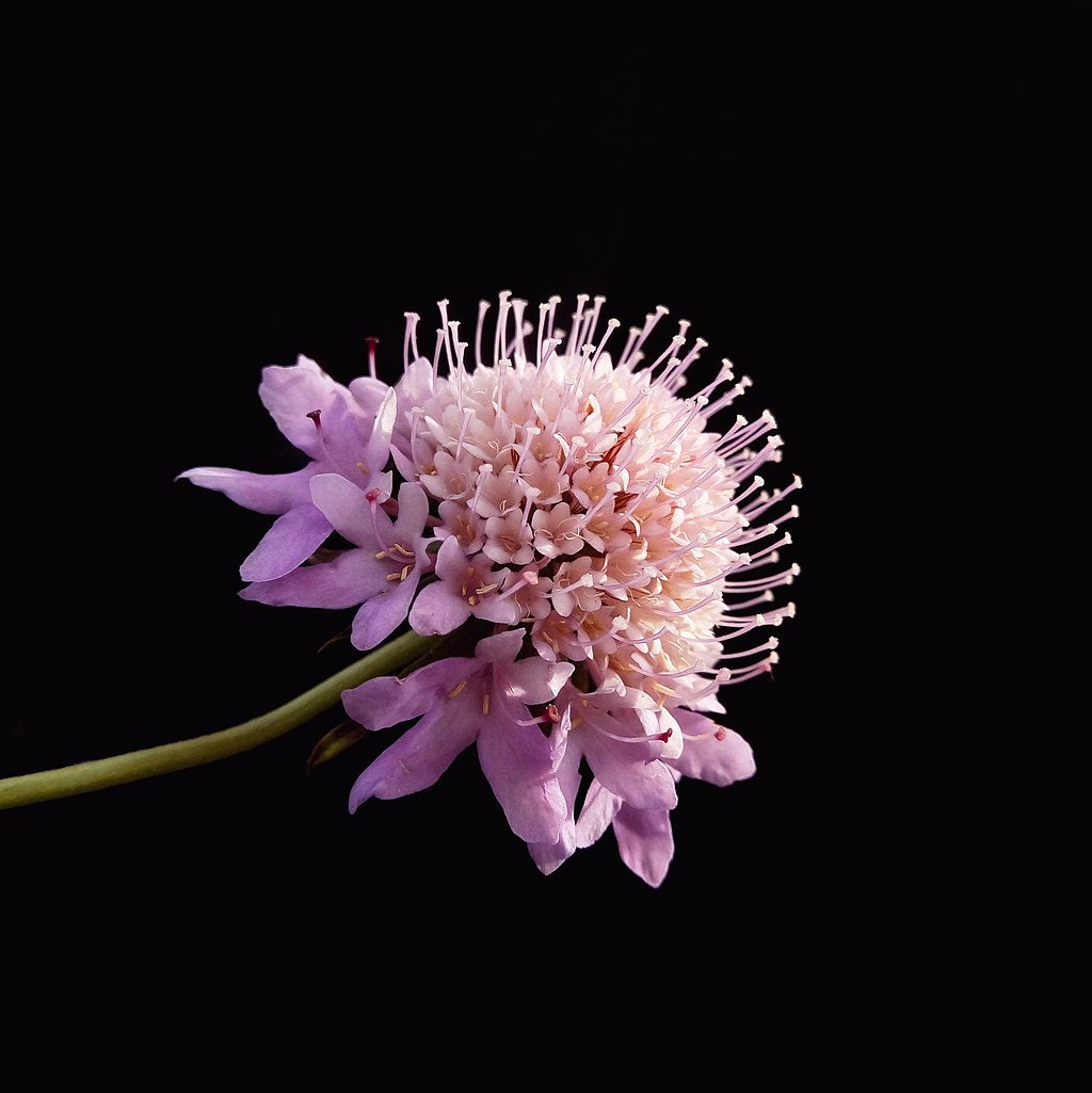 Double Scabiosa Pincushion Flower Seeds