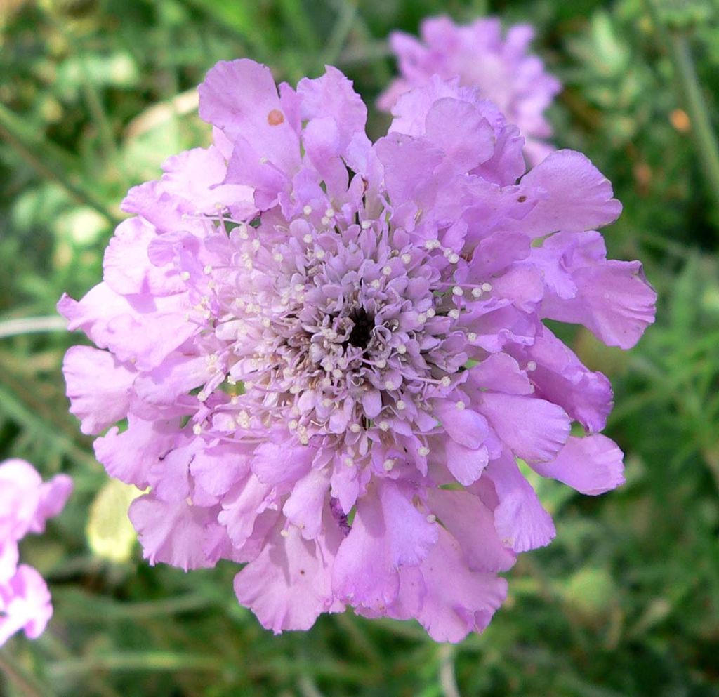 Double Scabiosa Pincushion Flower Seeds