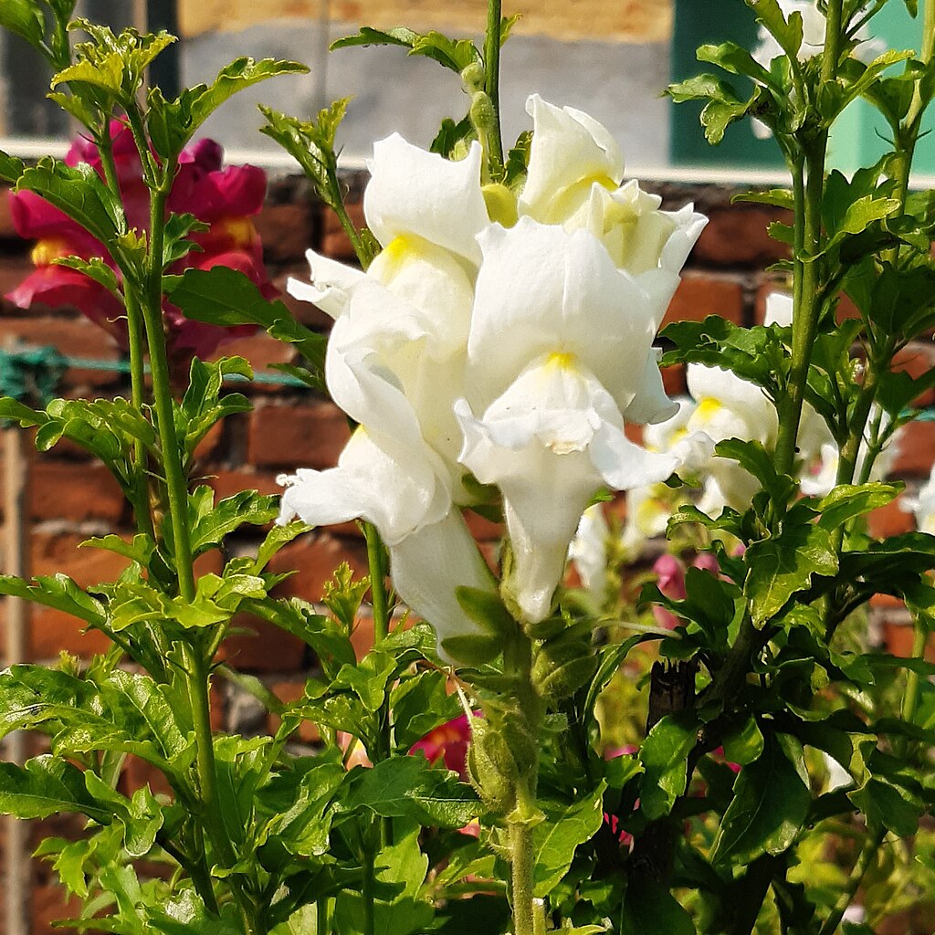 Dwarf Low Snapdragon Mix Seeds