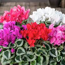 Cyclamen Cyclamen persicum Flower Seeds for Planting Bonsai Variety in Indoor Pots