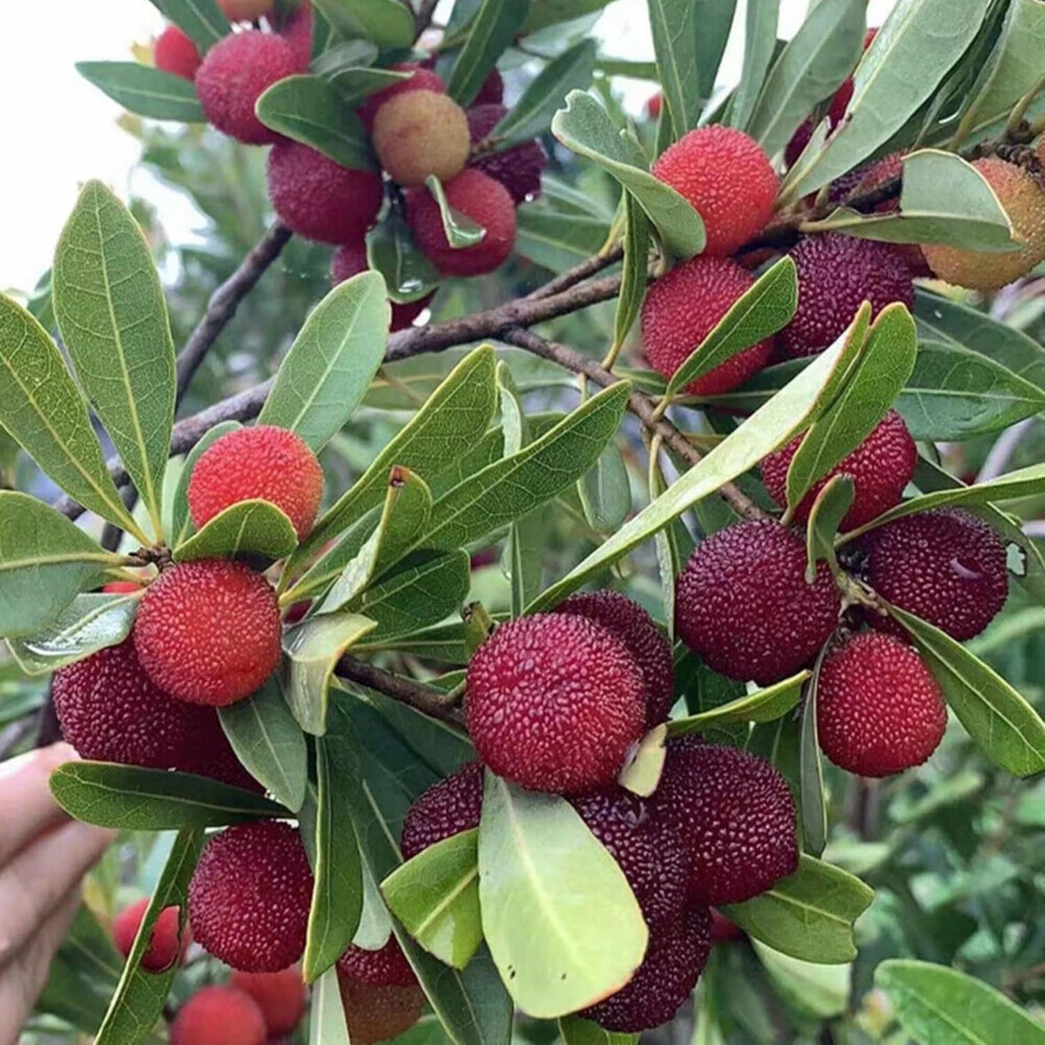 Mixed Bayberry Fruit Seeds for Planting - A Rare and Aromatic Fruit for Planting, GMO Free Seeds
