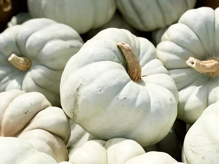 White JARRAHDALE Pumpkin Seeds - Perfect for Growing Heirloom Pumpkins