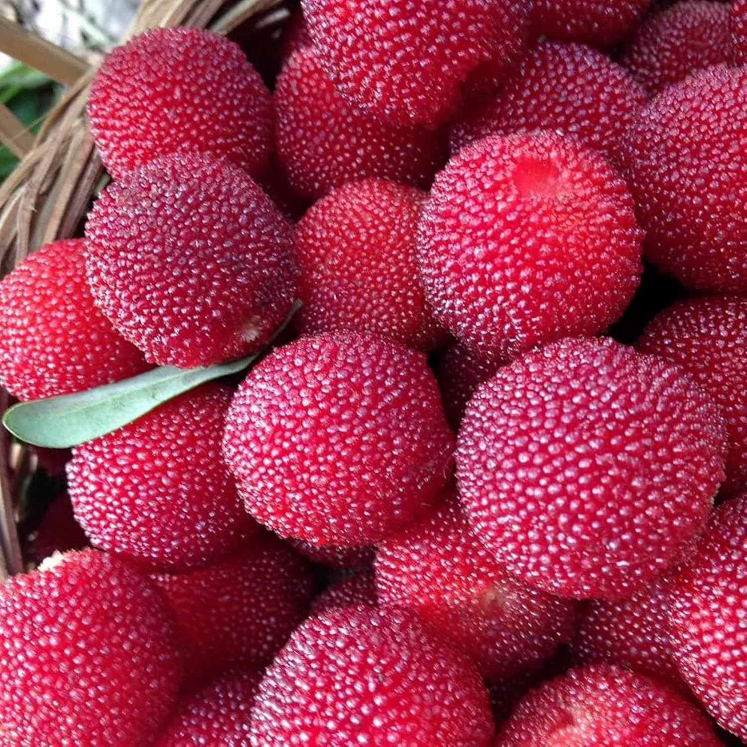Red Myrica Fruit Seeds - Unique and Sweet Berries for Your Garden