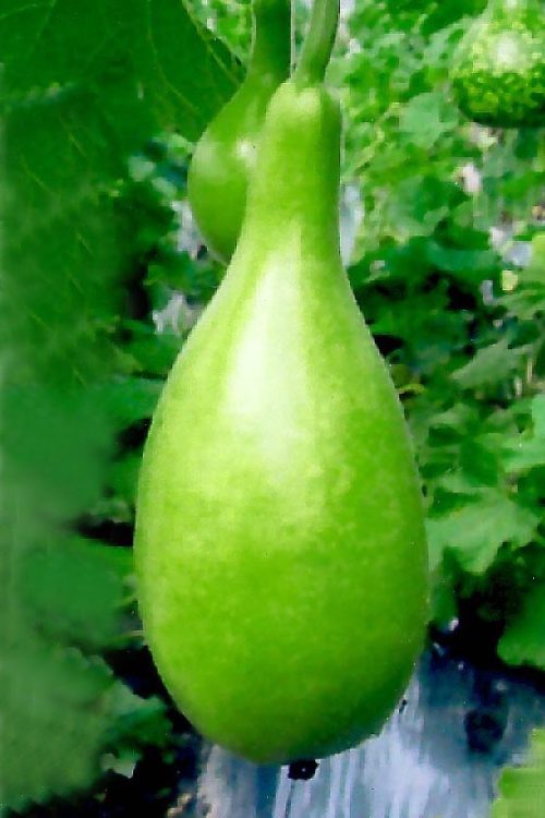 Bottle gourd-Trendy