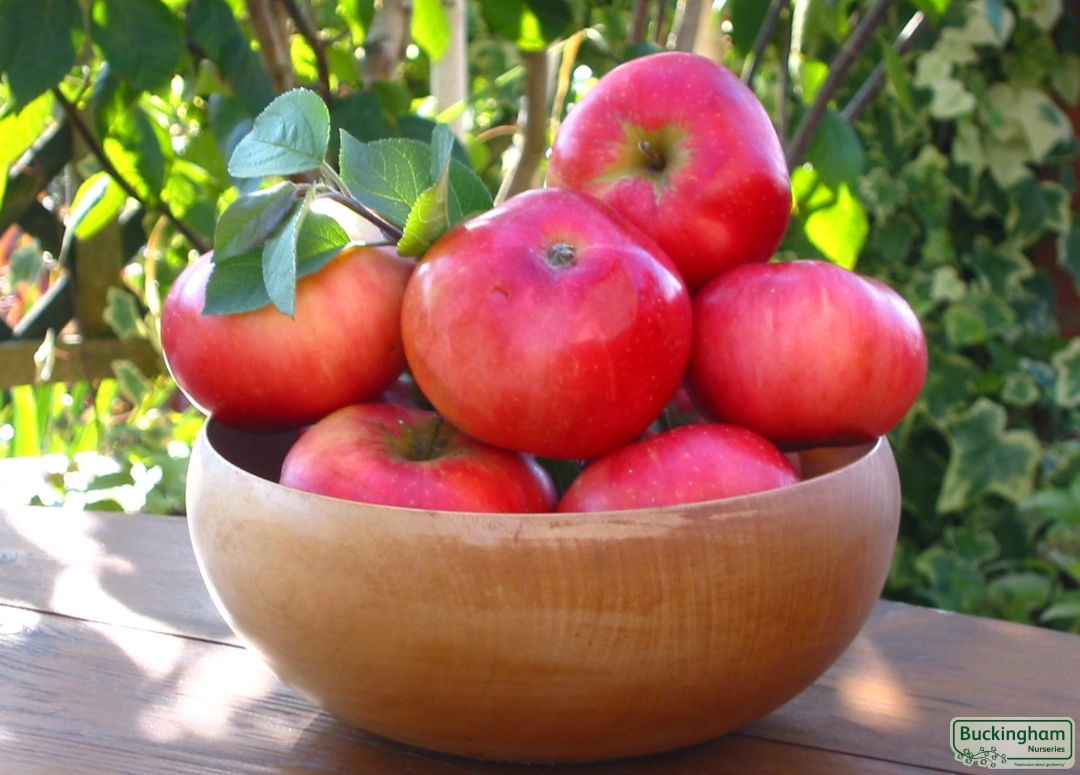 Discovery Apple (Malus domestica)