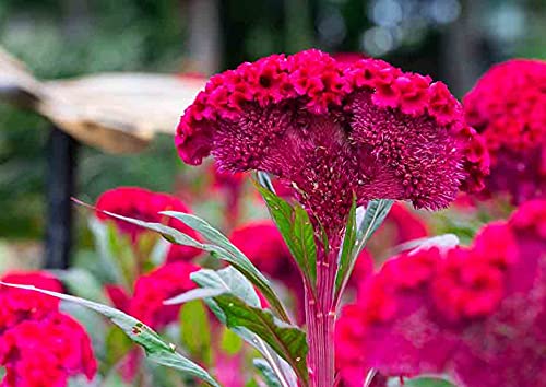 Cockscomb Celosia cristata and Japanese Black Pine Pinus thunbergii Combo Seeds for Planting in Home Garden