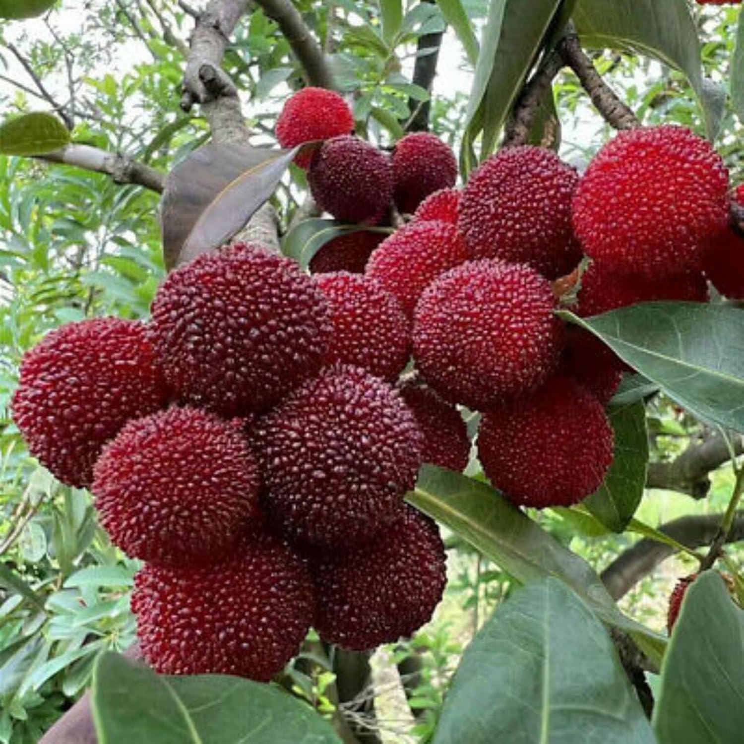 Red Myrica Fruit Seeds - Unique and Sweet Berries for Your Garden