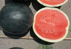 Days Hybrid Watermelon For Sowing (Semillas De Sandia) – Heirloom, Non-GMO, High Germination Organic Garden Seeds