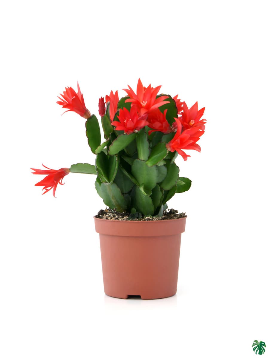 Red Schlumbergera Zygocactus Truncatus Perennial Flower Seeds