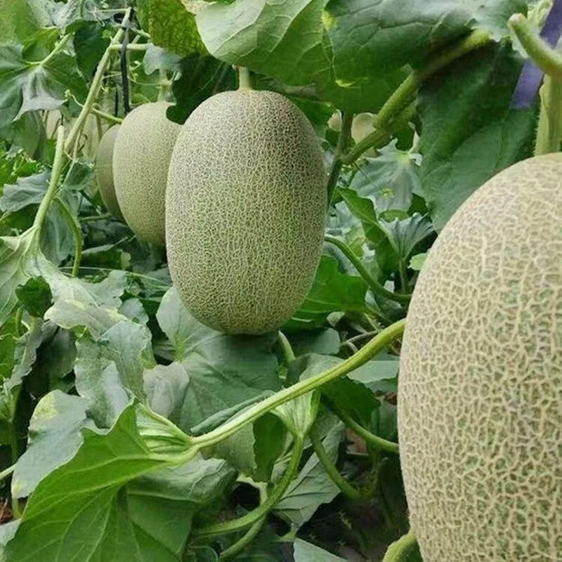 Yellow Ichiba Kouji Fruit Seeds - Exotic and Delicious for Your Garden