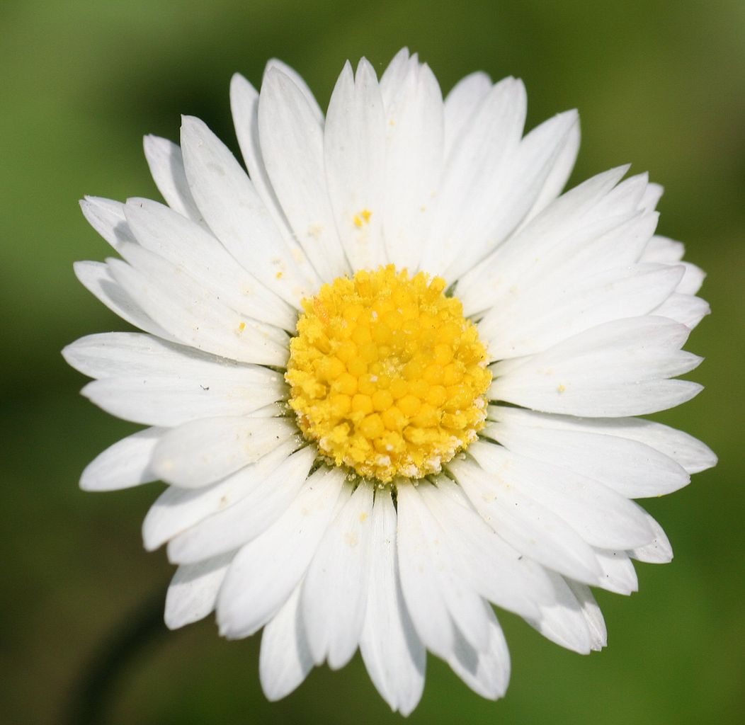 Bellis English Daisy