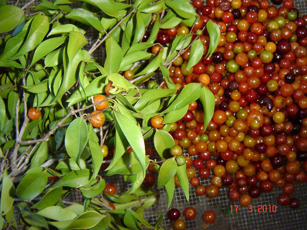 Guavaberry (Myrciaria floribunda)