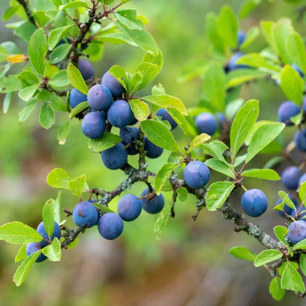 Blackthorn Fruit Seeds - Ideal for Growing Hardy and Tasty Fruits