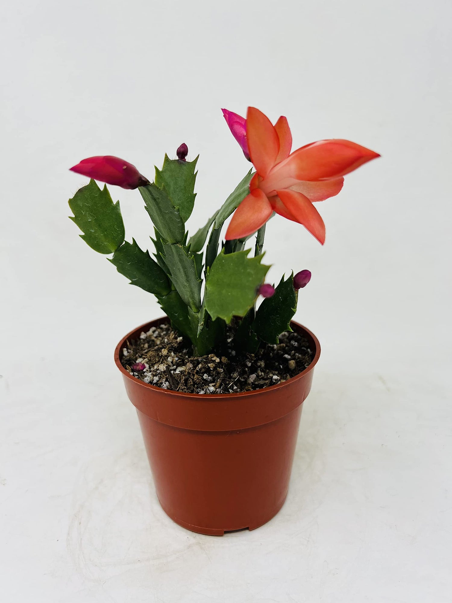 Red Schlumbergera Zygocactus Truncatus Perennial Flower Seeds