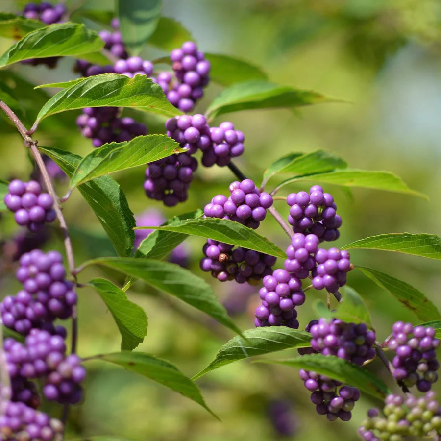 Purple Callicarpa Fruit Seeds - Vibrant and Beautiful Berries for Landscaping