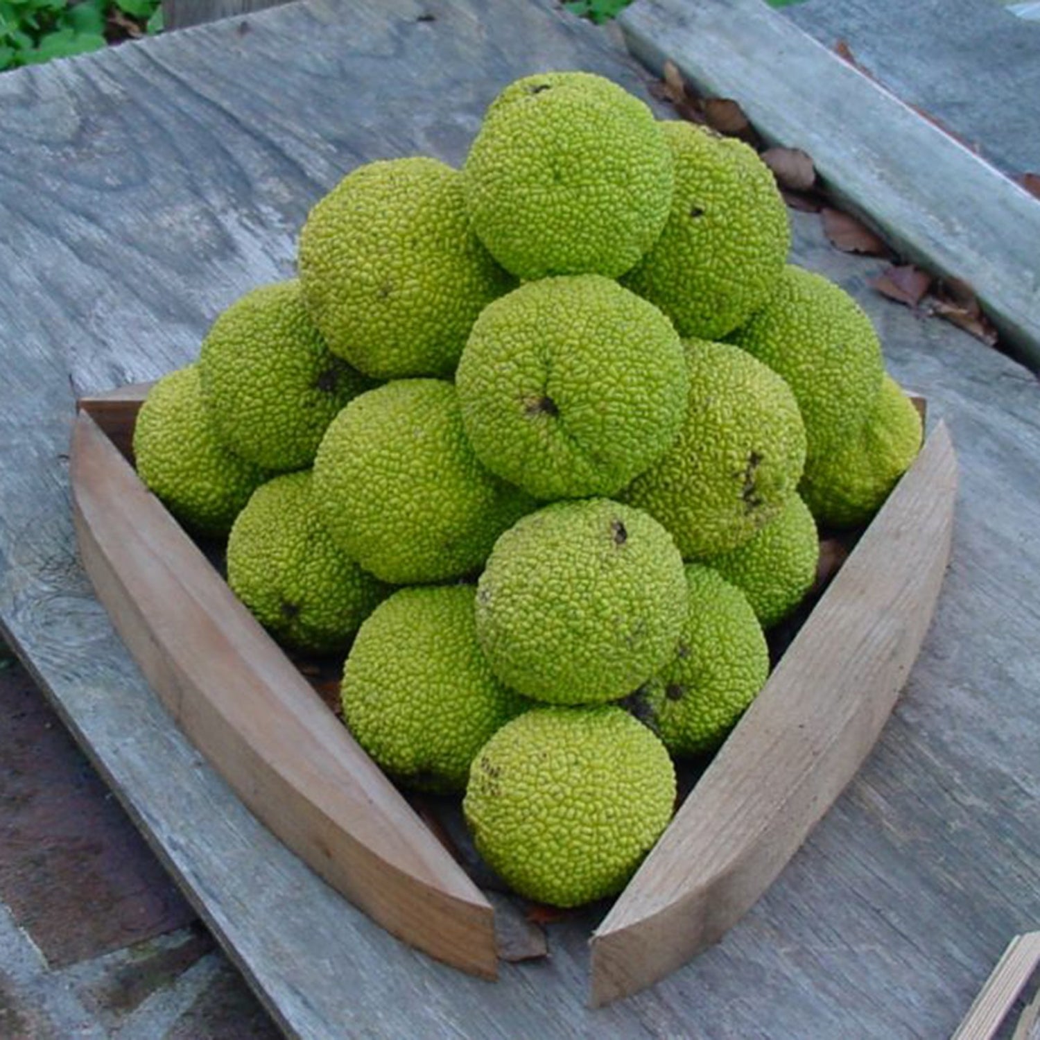 Maclura Pomifera Tree, Osage Orange Fruit, Hedge Horse Apple,Green Maclura Fruit Seeds - Grow Your Own Osage Orange Tree
