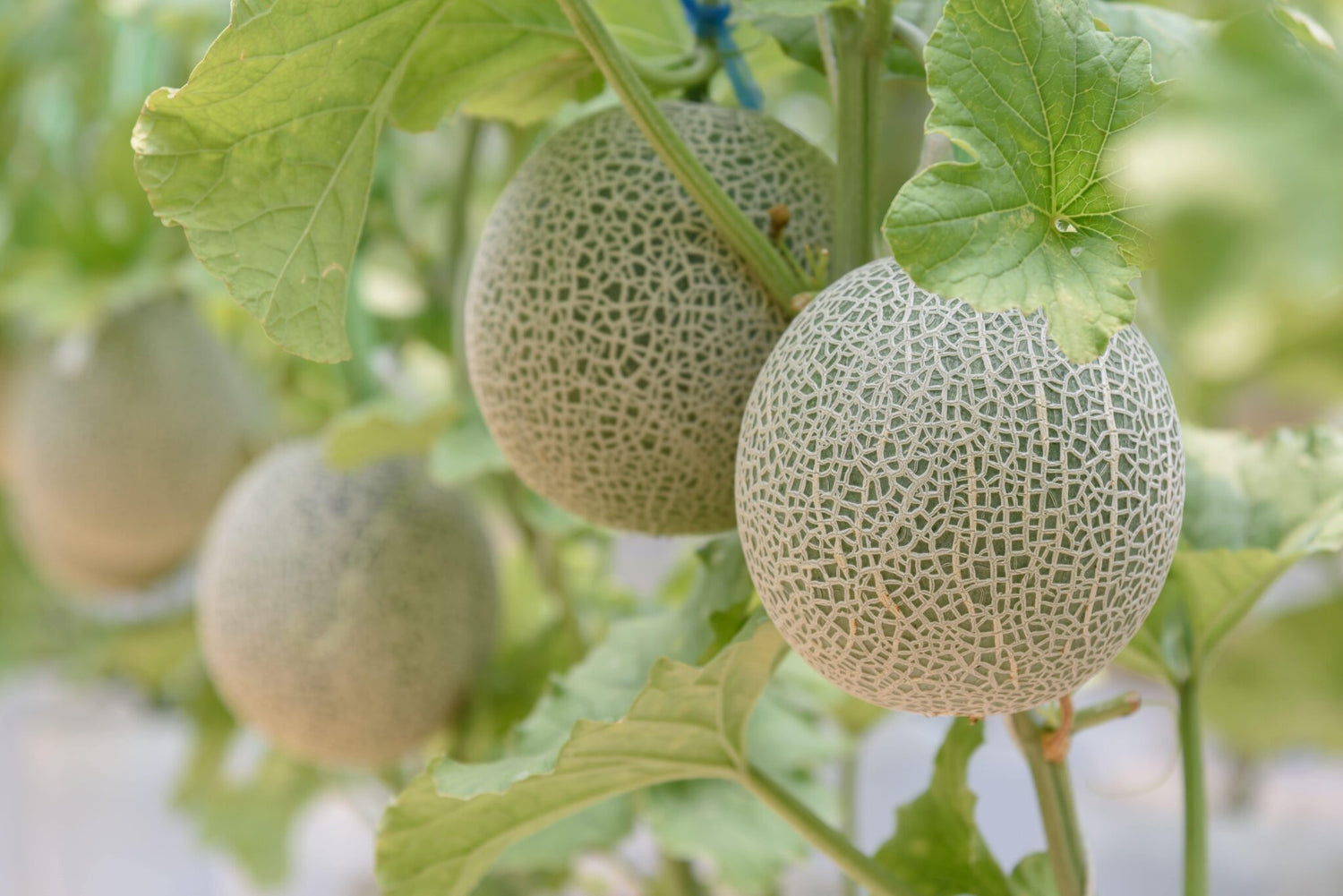 Yellow Ichiba Kouji Fruit Seeds - Exotic and Delicious for Your Garden