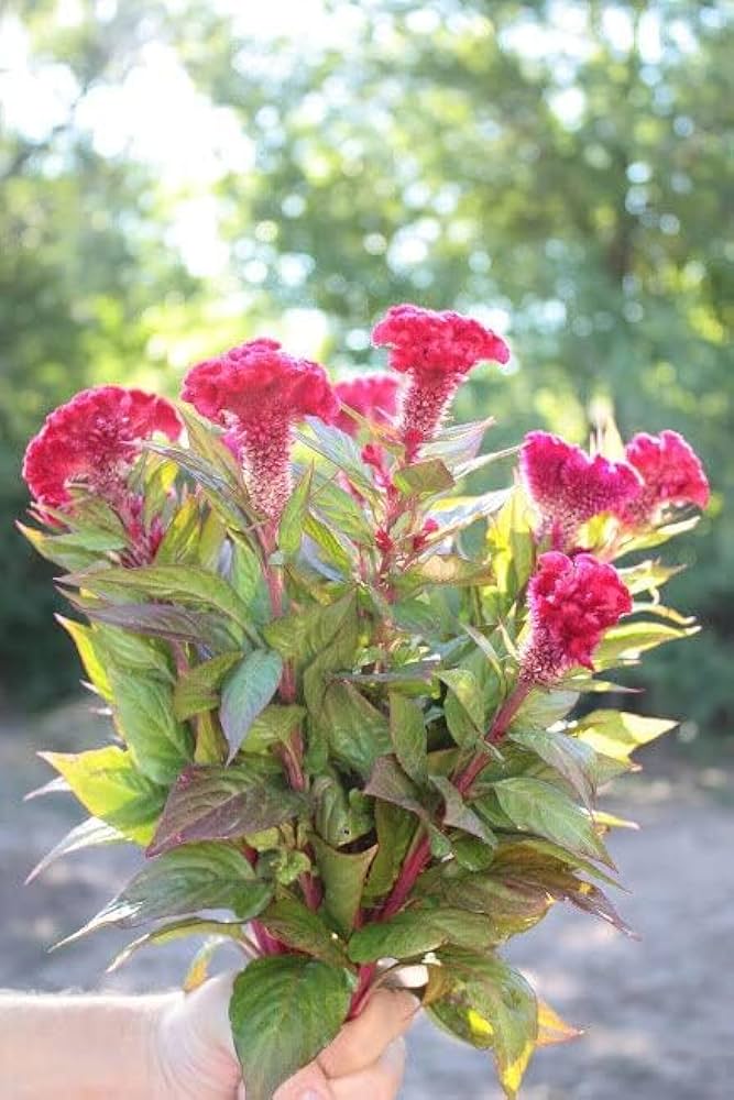Cockscomb Celosia cristata and Japanese Black Pine Pinus thunbergii Combo Seeds for Planting in Home Garden