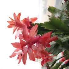 Red Schlumbergera Zygocactus Truncatus Perennial Flower Seeds