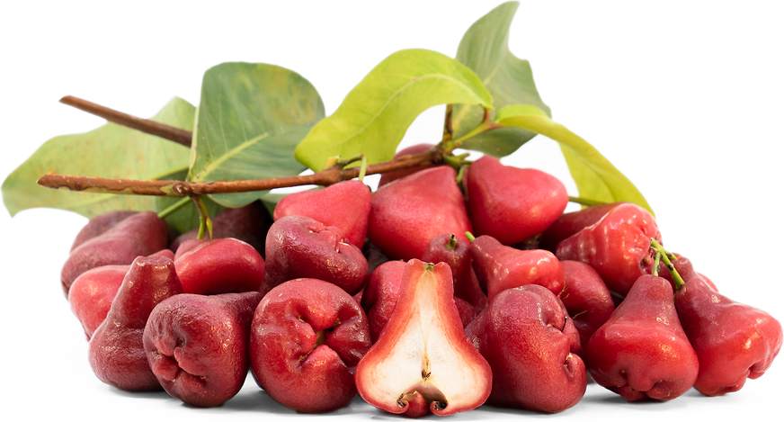 Hawaiian Mountain Apple (Syzygium malaccense)