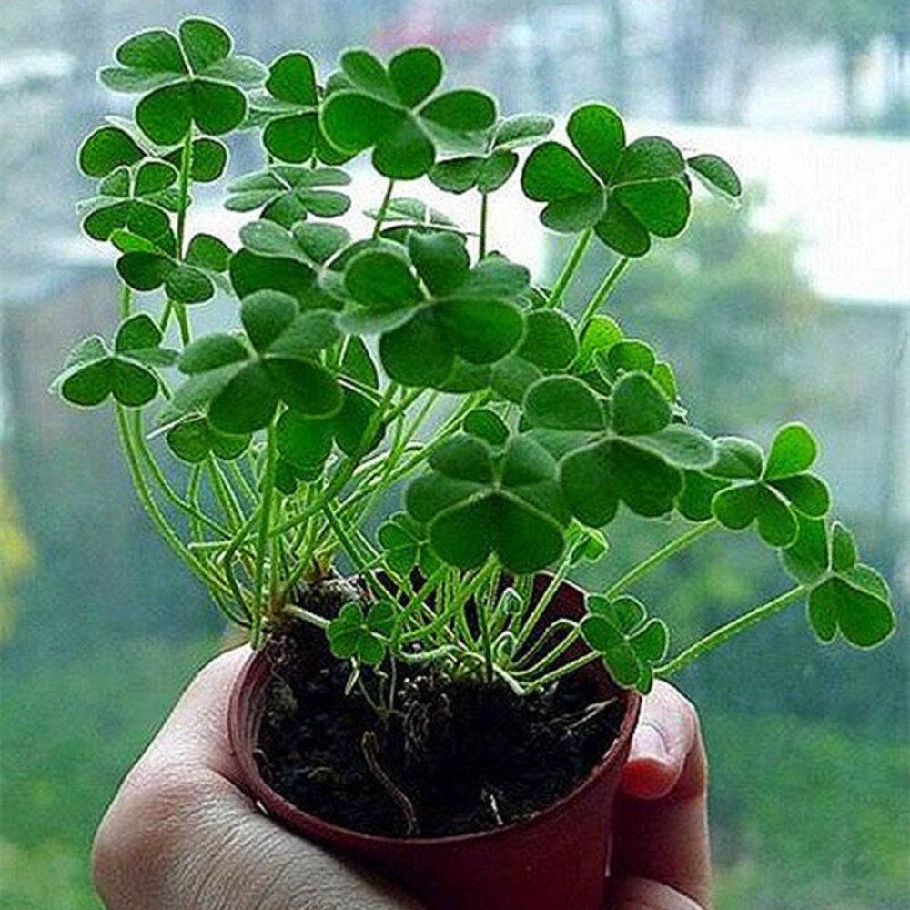 Green Clover Flower Seeds for Planting - 100 pcs