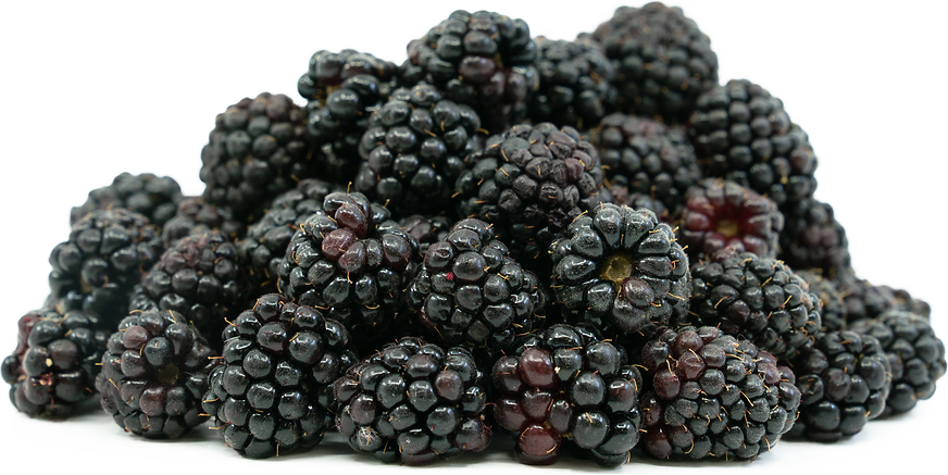 Marionberry (Rubus L. subgenus Rubus) Seeds