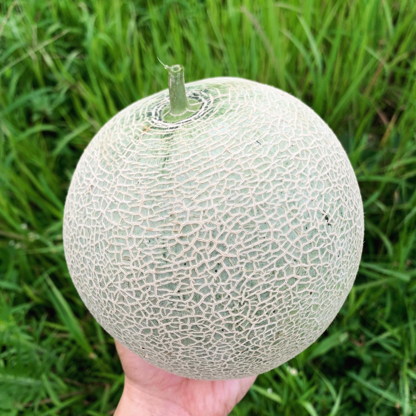 Yellow Ichiba Kouji Fruit Seeds - Exotic and Delicious for Your Garden