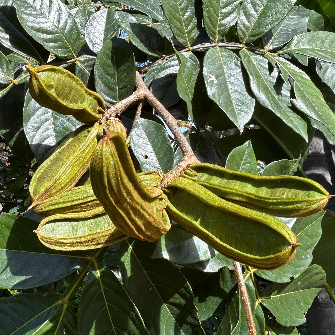 Inga Edulis Plant Seeds - Tropical Delight for Your Garden