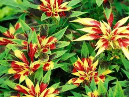 Amaranthus Amaranthus tricolor Vegetable Seeds for Planting Tricolor Perfecta in Kitchen Garden