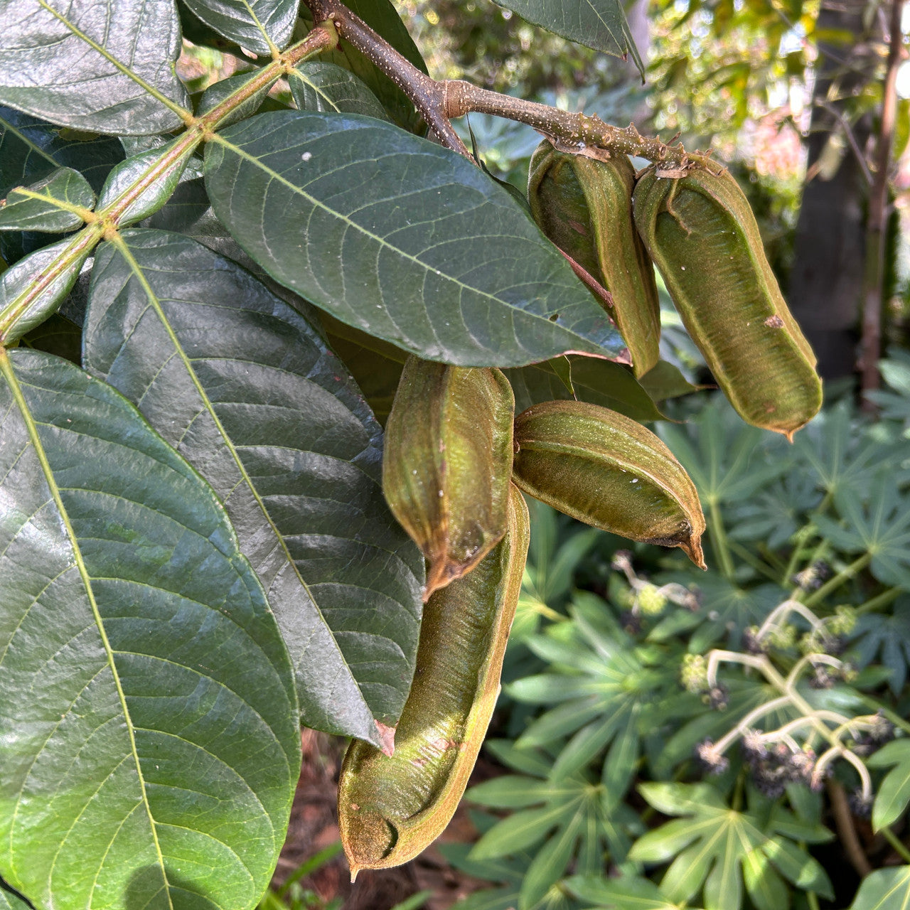 Inga Edulis Plant Seeds - Tropical Delight for Your Garden