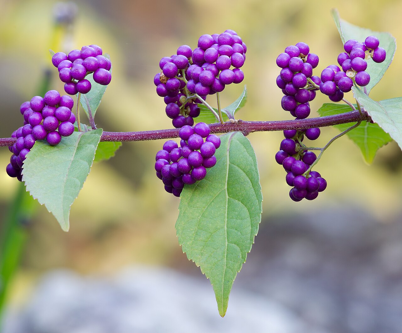 Purple Callicarpa Fruit Seeds - Vibrant and Beautiful Berries for Landscaping