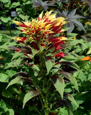 Amaranthus Amaranthus tricolor Vegetable Seeds for Planting Tricolor Perfecta in Kitchen Garden