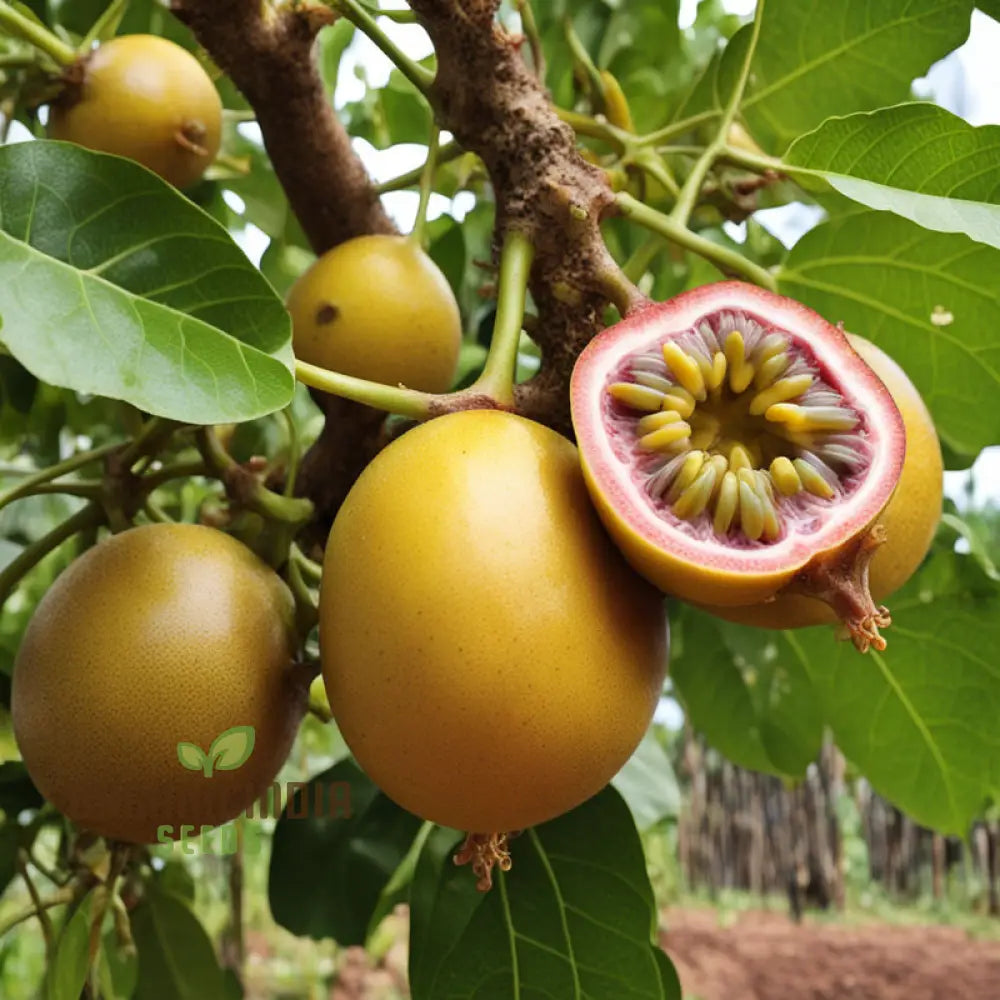 Passion Fruit Seeds for Planting- Light Orange Color Variety, Ideal for Home Garden