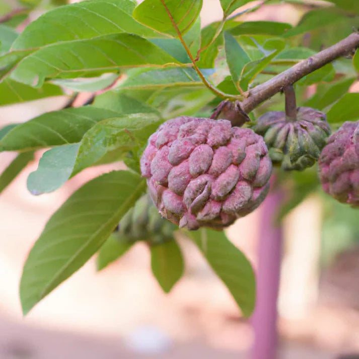 Chirimoya Roja Fruit Seed Set for Sweet, Unique Tropical Fruit