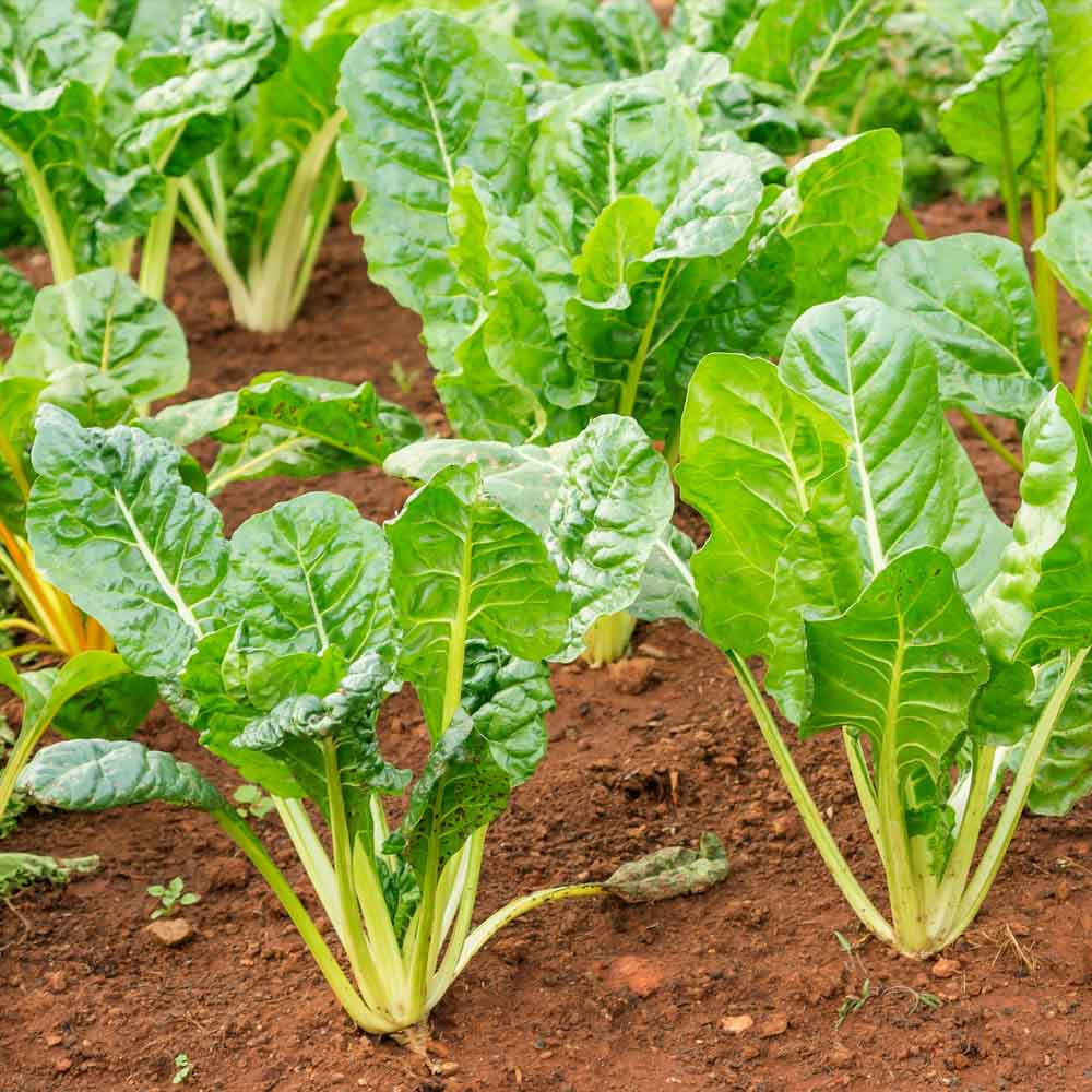 Green White Chard Seeds for Planting