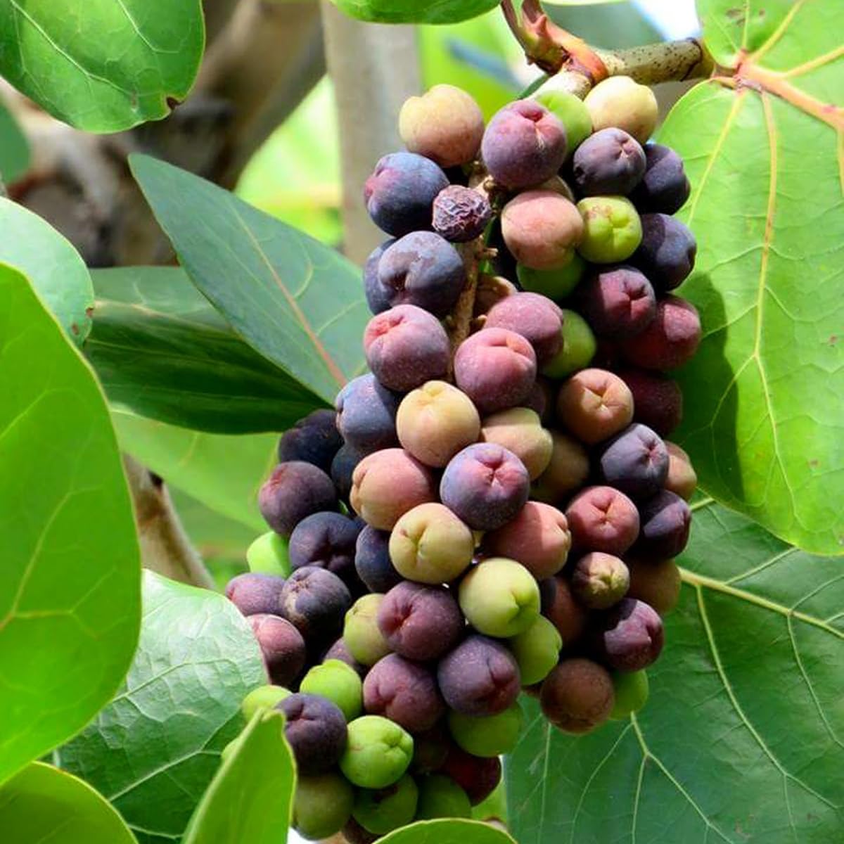 Seagrapes Fruit Seeds for Planting and Growing, Ideal for Coastal Gardens