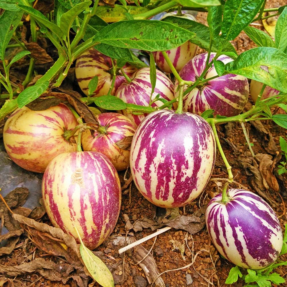Rare Giant Purple Pepino Fruit Plant (Solanum muricatum) Seeds for Planting - A Rare and Sweet Melon-Like Fruit to Enhance Your Garden