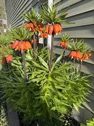 Crown Imperial Flower Seeds (Fritillaria imperialis) Mixed Colors for Spring Flowering Displays