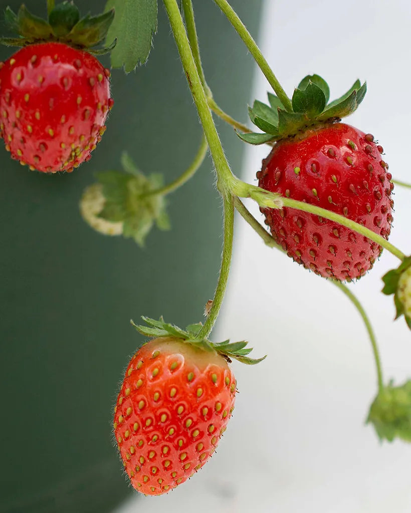 RosyPink Strawberry Fruit Seeds for Planting - Sweet and Delicious Strawberries for Your Garden