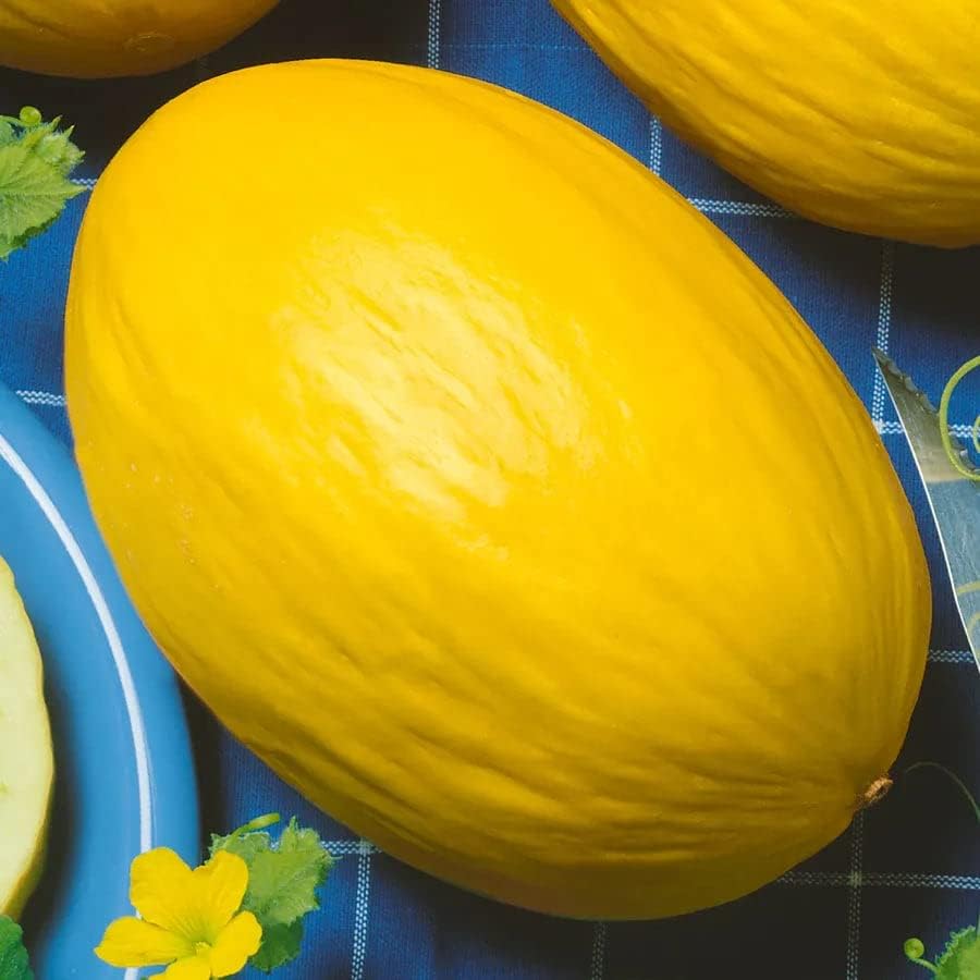 Yellow Canary Melon Fruit Seeds - Sweet and Unique Melons for Your Garden