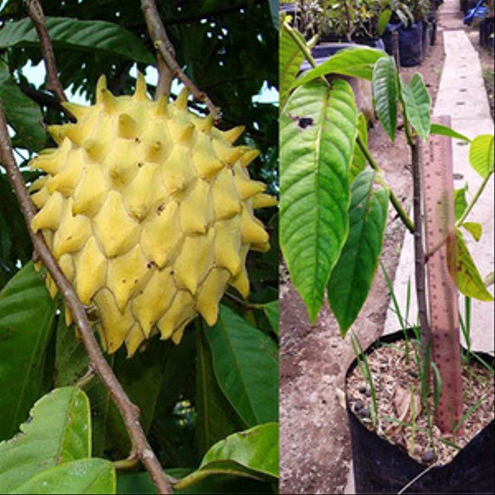 Rollinia Deliciosa Seeds for Soft and Sweet Exotic Fruits